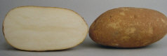 Tubercules