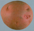 Tuber