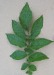 Leaf