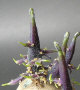 Sprout