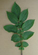 Leaf