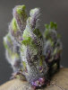 Sprout