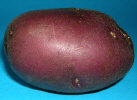 Tuber