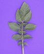 Leaf