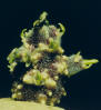 sprout