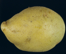 Tuber
