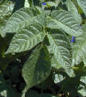 Leaf
