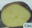 sliced tuber