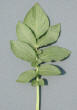 Leaf