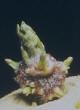 Sprout