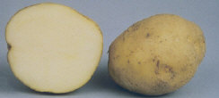 Tubers
