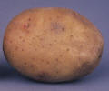 Tuber
