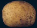 Tuber