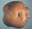 tuber