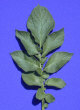 Feuille