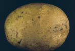 Tuber