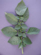 Leaf