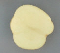 Sliced Tuber