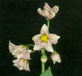 Fleurs