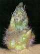 Germe