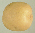 Tubercule