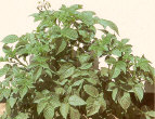 Plant