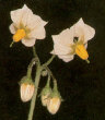 Fleurs