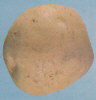 Tubercule