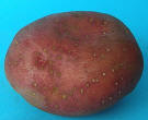 Tuber