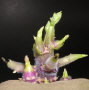 Sprout