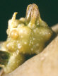 Sprout