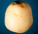 Tuber