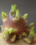 Sprout