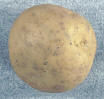 Tuber