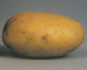 Tuber