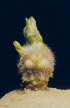 sprout