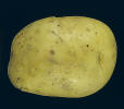 Tuber