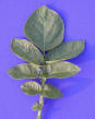 Leaf