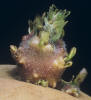 Sprout