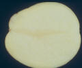 Sliced tuber