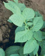 Leaf