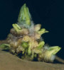 Sprout