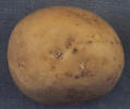 Tuber