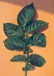 Feuille
