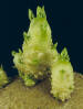 Sprout