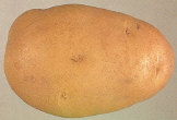 Tubercule