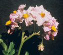 Fleurs