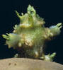Sprout