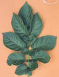 leaf