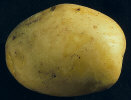 Tuber